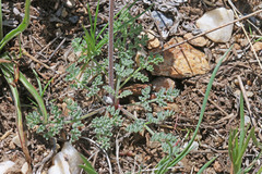 Lomatium foeniculaceum macdougalii