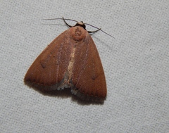 Plecoptera sarcistis