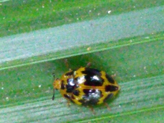 Iphiclus signatus