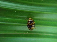 Iphiclus signatus