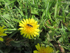 Anasimyia bilinearis
