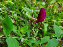 Lathyrus tingitanus
