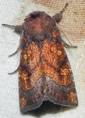 Papaipema impecuniosa