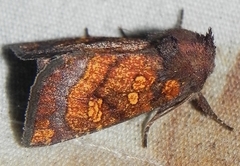 Papaipema impecuniosa