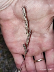 Helictochloa bromoides bromoides