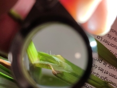 Helictochloa bromoides bromoides