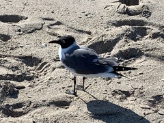 Leucophaeus atricilla