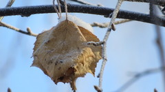 Betula pendula
