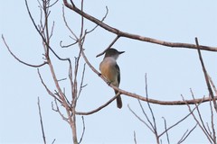 Myiarchus swainsoni