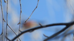 Betula pendula
