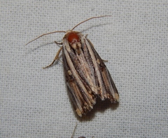 Anedhella rectiradiata