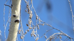 Betula pendula