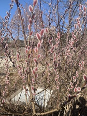 Salix gracilistyla