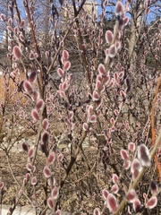 Salix gracilistyla