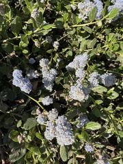 Ceanothus thyrsiflorus griseus