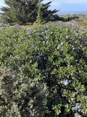 Ceanothus thyrsiflorus griseus