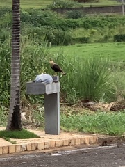Caracara plancus