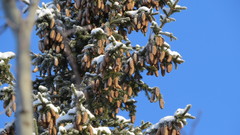 Picea obovata