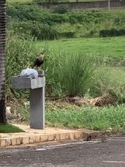 Caracara plancus