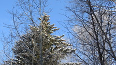 Picea obovata