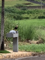 Caracara plancus