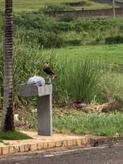 Caracara plancus