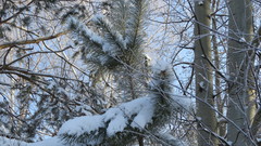 Pinus sylvestris