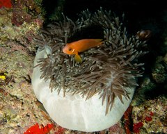 Amphiprion nigripes
