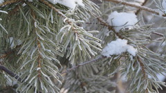 Pinus sylvestris