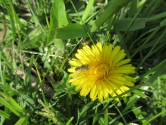 Anasimyia bilinearis