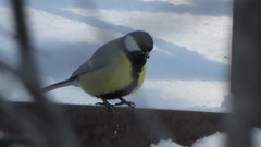 Parus major