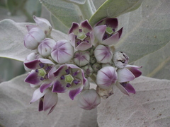 Calotropis procera