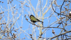 Parus major