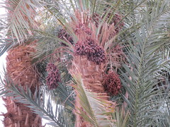 Phoenix dactylifera