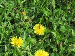 Anasimyia bilinearis
