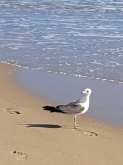 Larus delawarensis