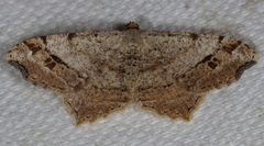 Macaria aequiferaria