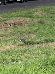 Vanellus chilensis