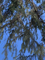 Picea