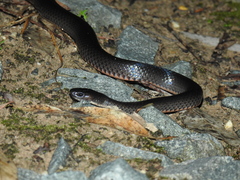 Eastern Small-Eyed Snake photo 3