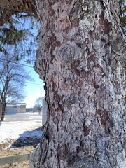 Picea