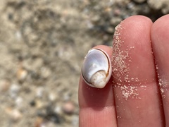 Nassarius circumcinctus