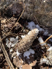 Picea