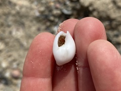 Nassarius circumcinctus