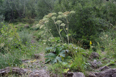 Heracleum sphondylium pyrenaicum