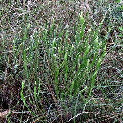 Baccharis crispa