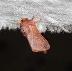 Anadiasa punctifascia