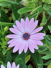 Dimorphotheca jucunda