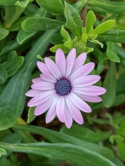 Dimorphotheca jucunda