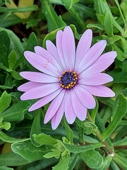 Dimorphotheca jucunda